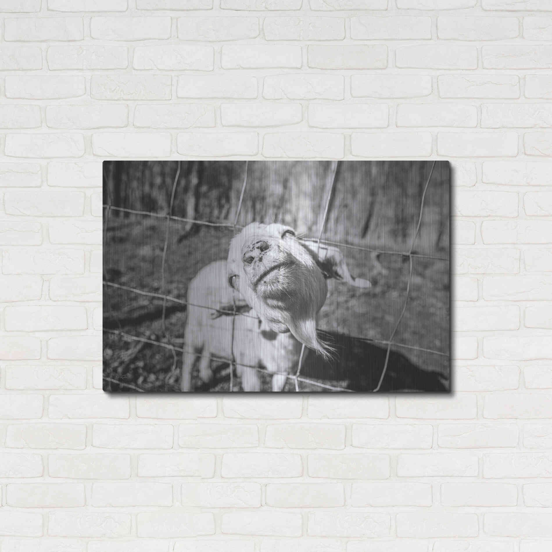 Luxe Metal Art 'Hey Goat' by Donnie Quillen Metal Wall Art,36x24