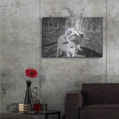 Luxe Metal Art 'Hey Goat' by Donnie Quillen Metal Wall Art,36x24