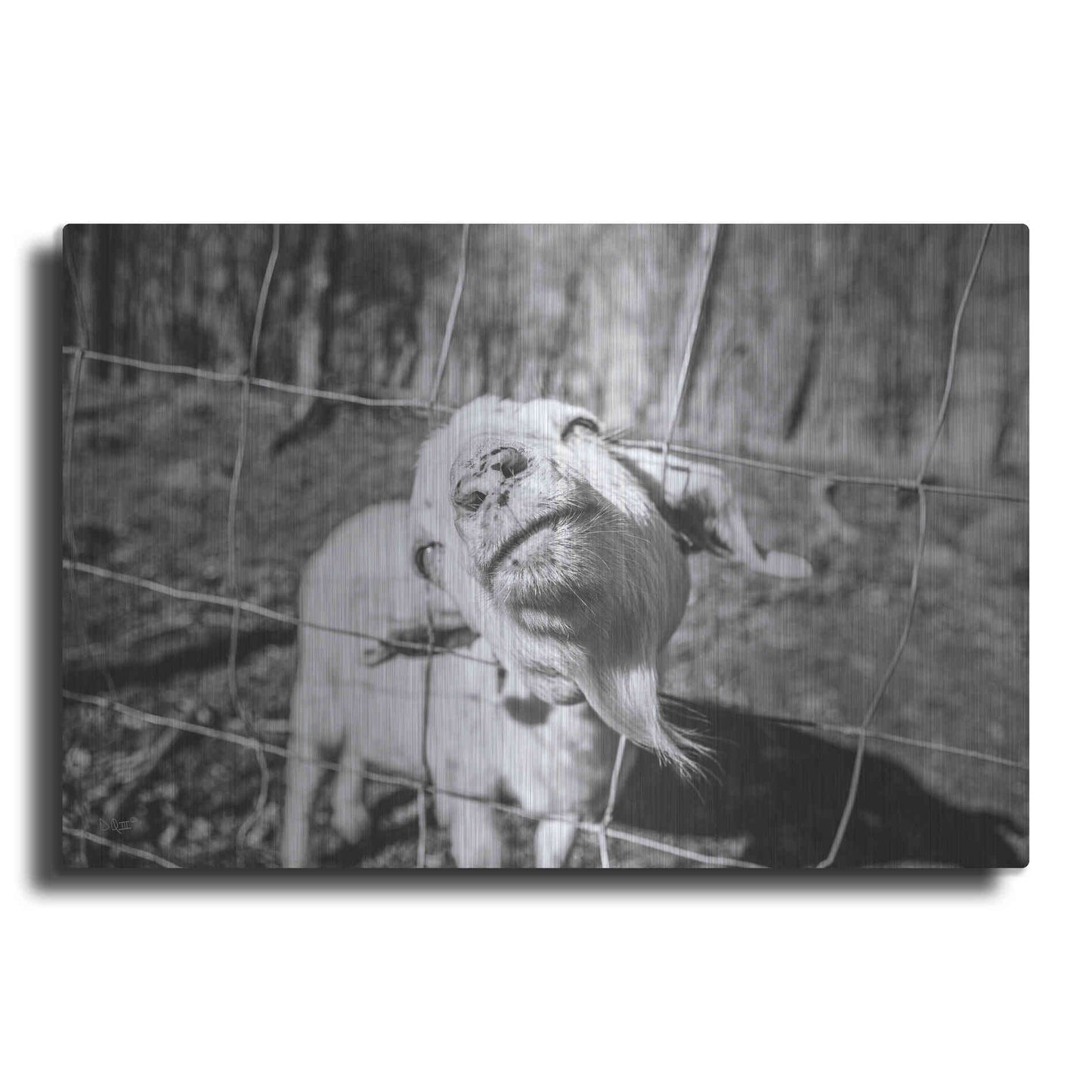 Luxe Metal Art 'Hey Goat' by Donnie Quillen Metal Wall Art