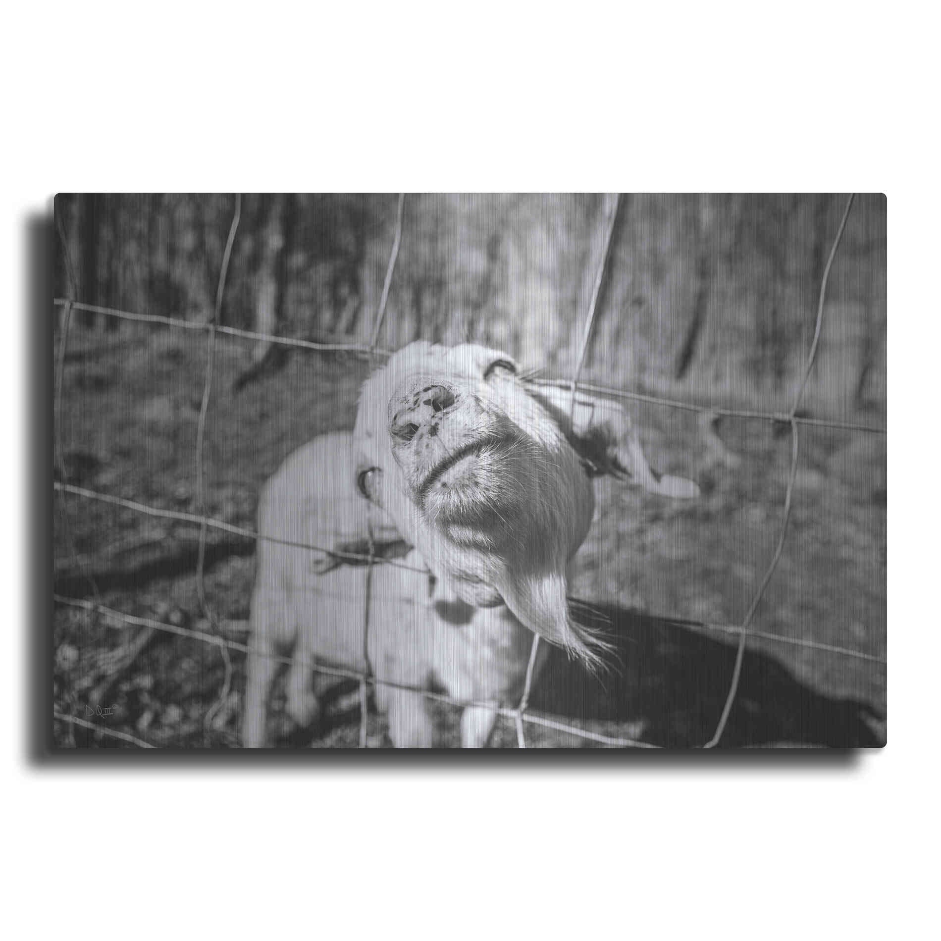 Luxe Metal Art 'Hey Goat' by Donnie Quillen Metal Wall Art