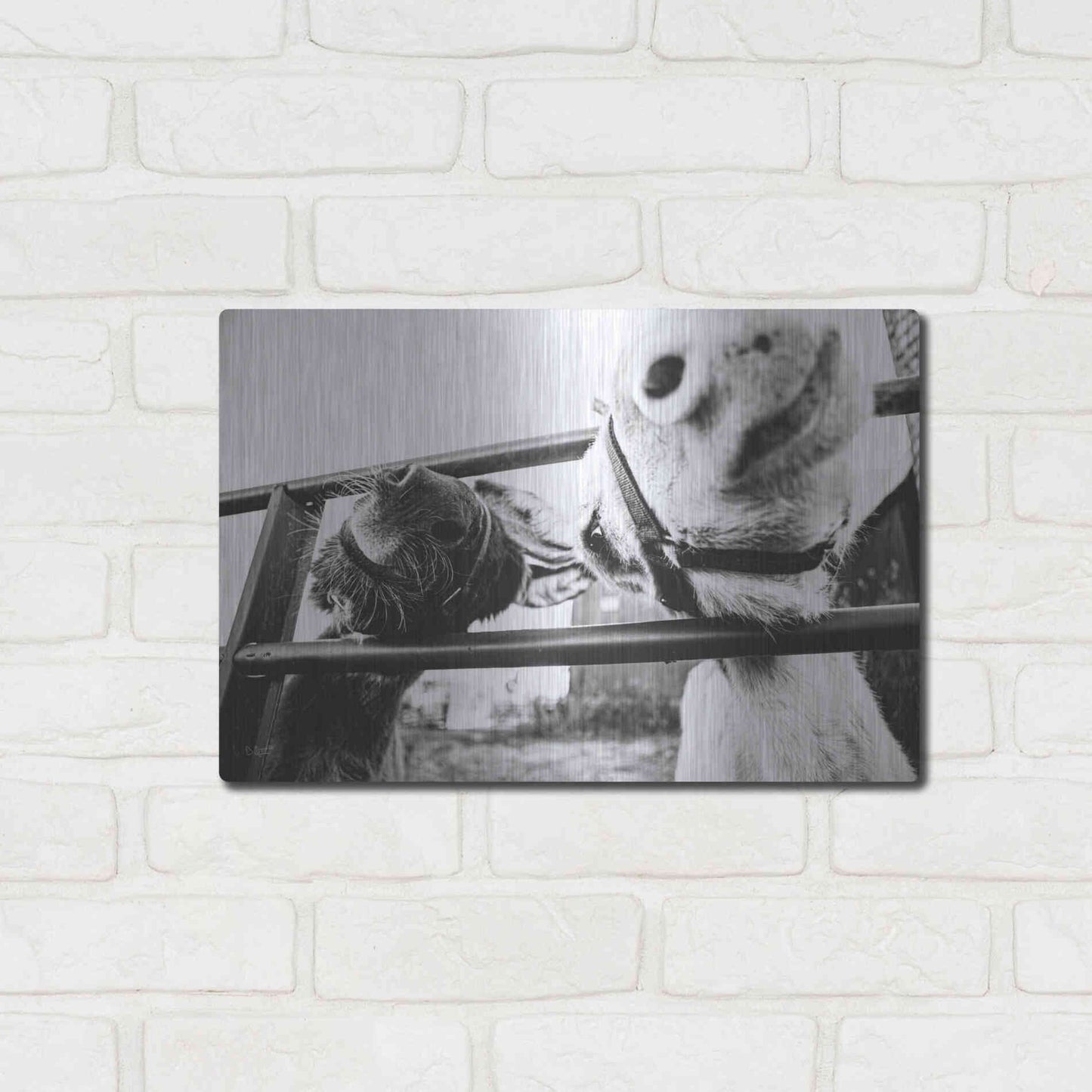 Luxe Metal Art 'Feeding Donkeys' by Donnie Quillen Metal Wall Art,16x12