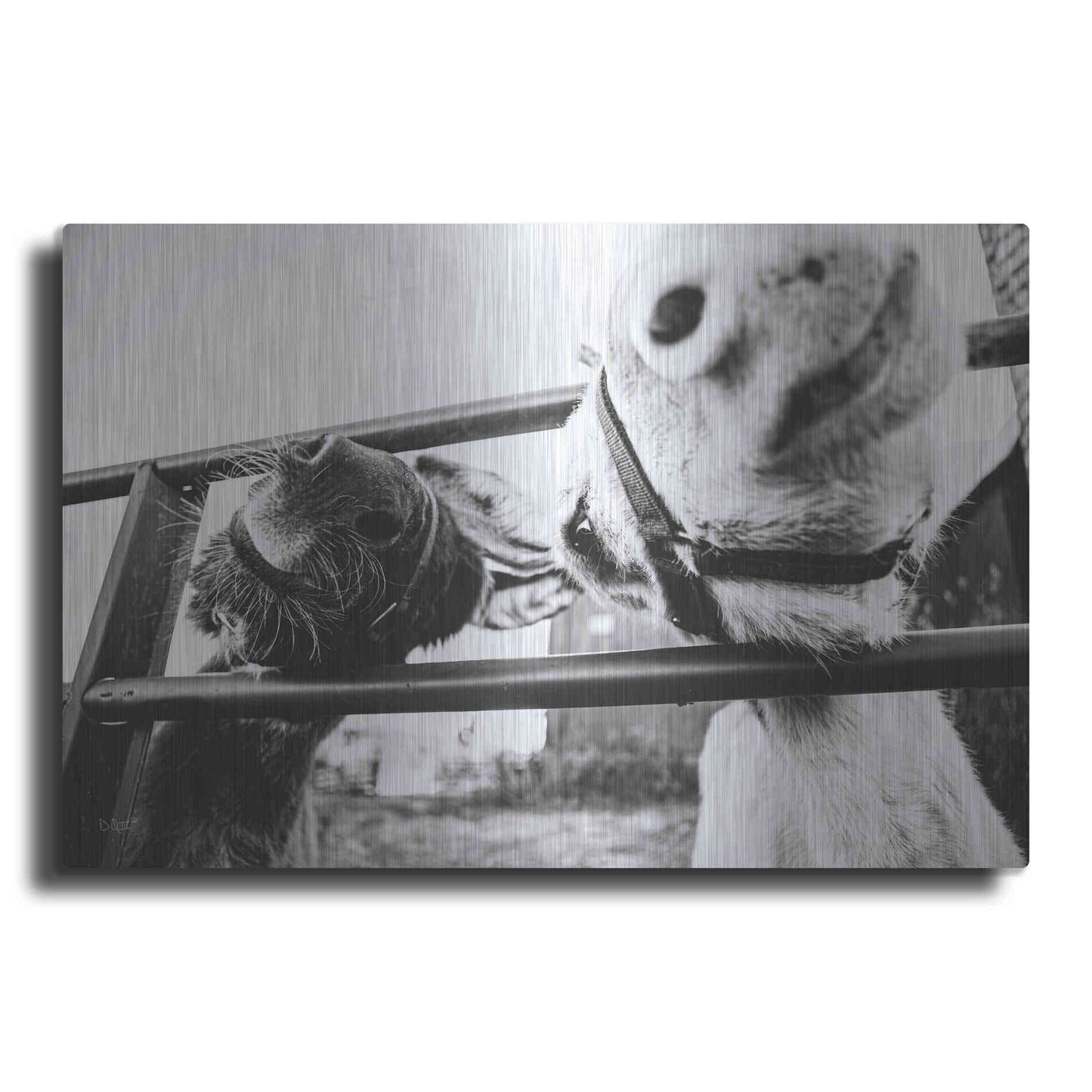 Luxe Metal Art 'Feeding Donkeys' by Donnie Quillen Metal Wall Art