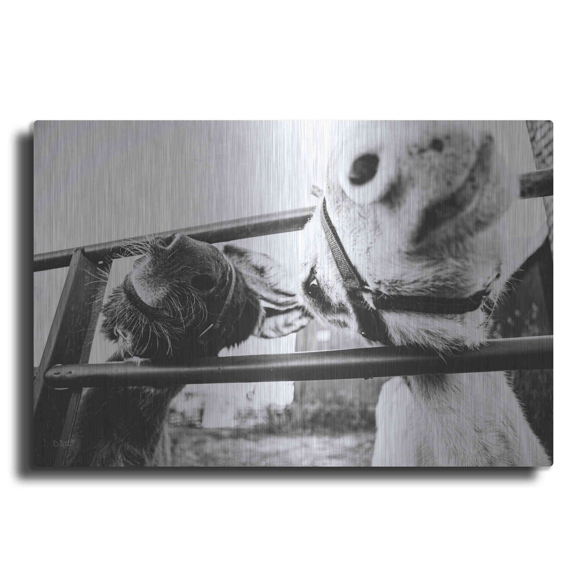 Luxe Metal Art 'Feeding Donkeys' by Donnie Quillen Metal Wall Art