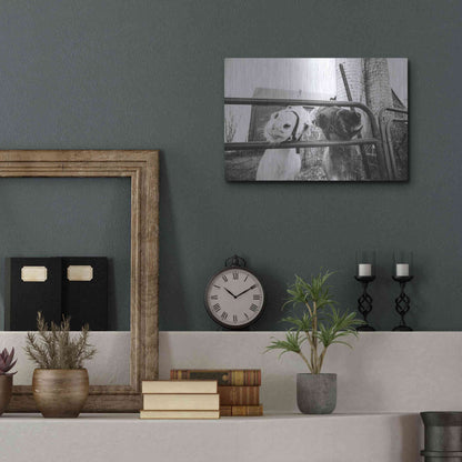 Luxe Metal Art 'Hey Donkeys I' by Donnie Quillen Metal Wall Art,16x12