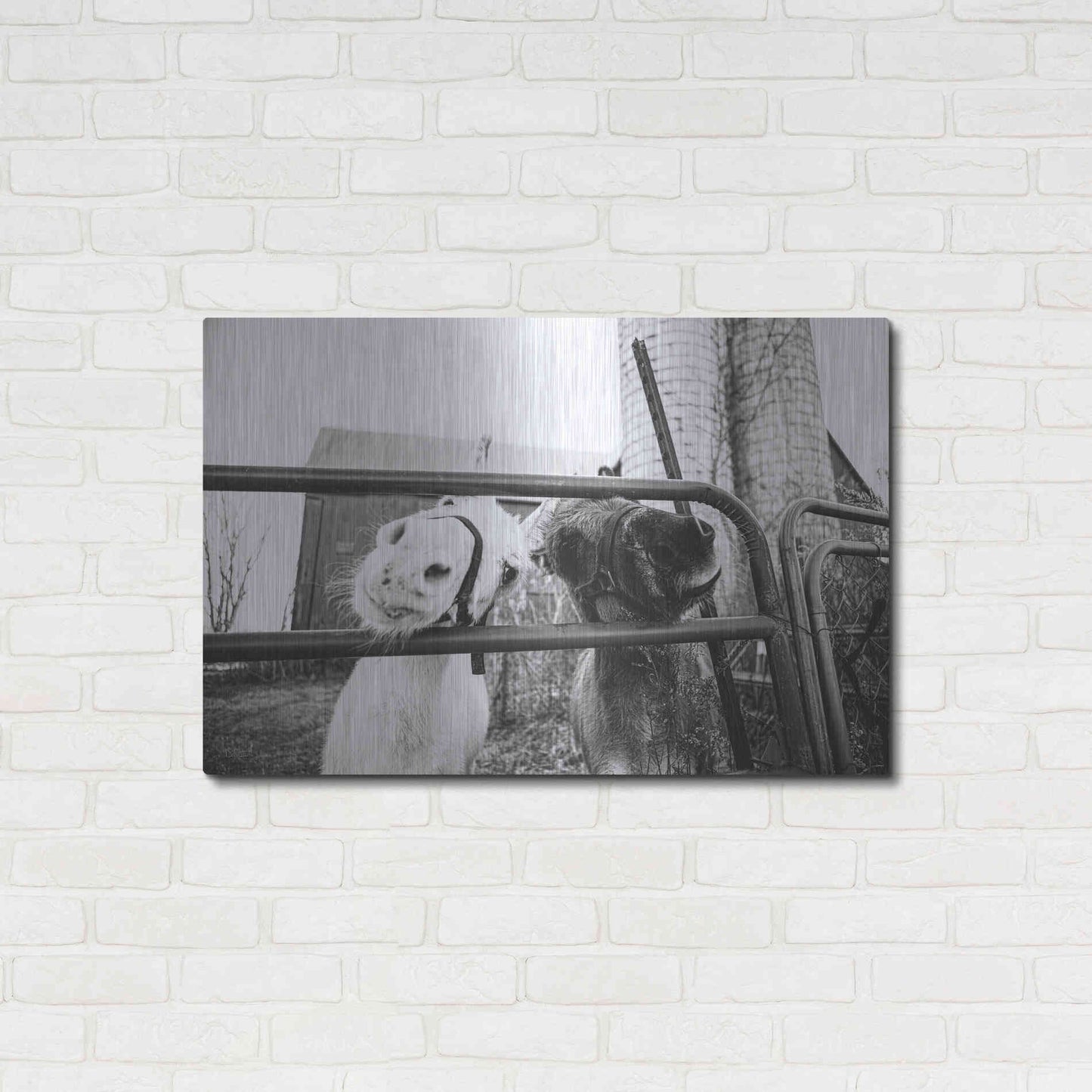 Luxe Metal Art 'Hey Donkeys I' by Donnie Quillen Metal Wall Art,36x24