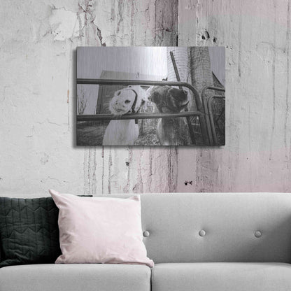 Luxe Metal Art 'Hey Donkeys I' by Donnie Quillen Metal Wall Art,36x24