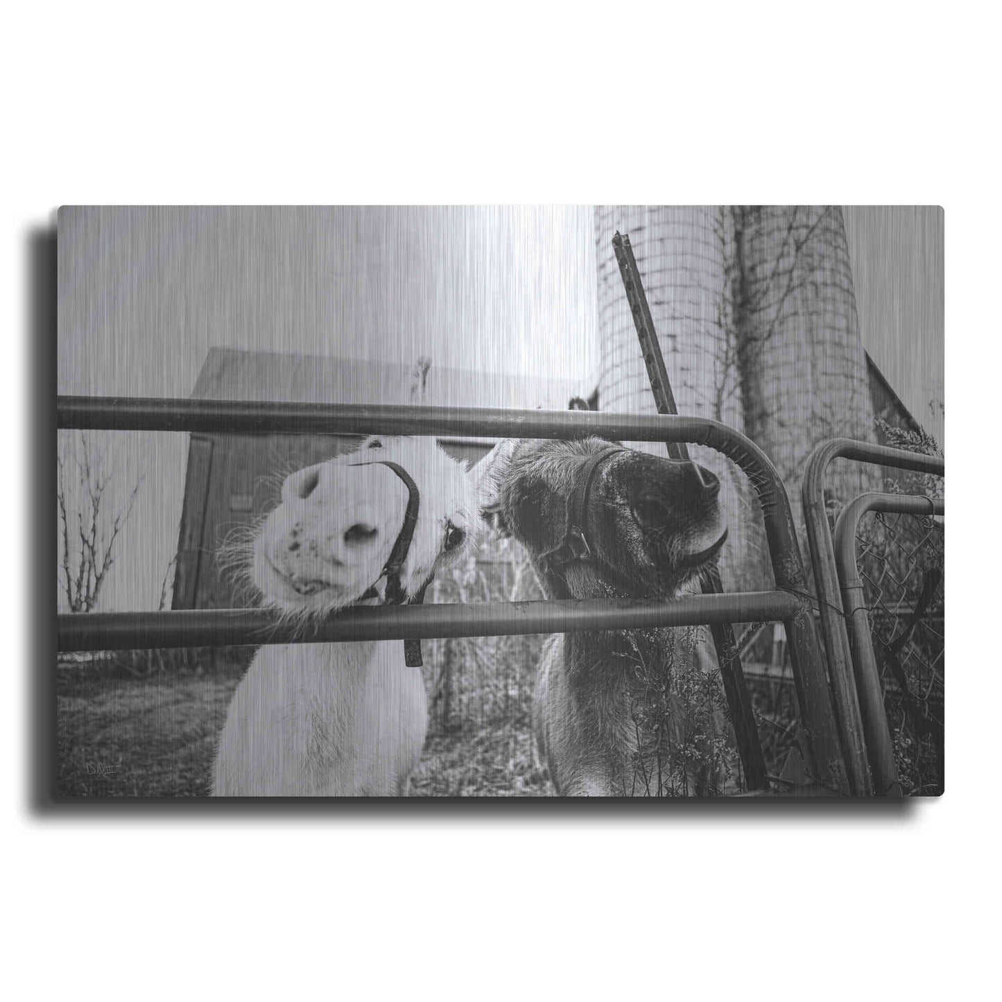 Luxe Metal Art 'Hey Donkeys I' by Donnie Quillen Metal Wall Art