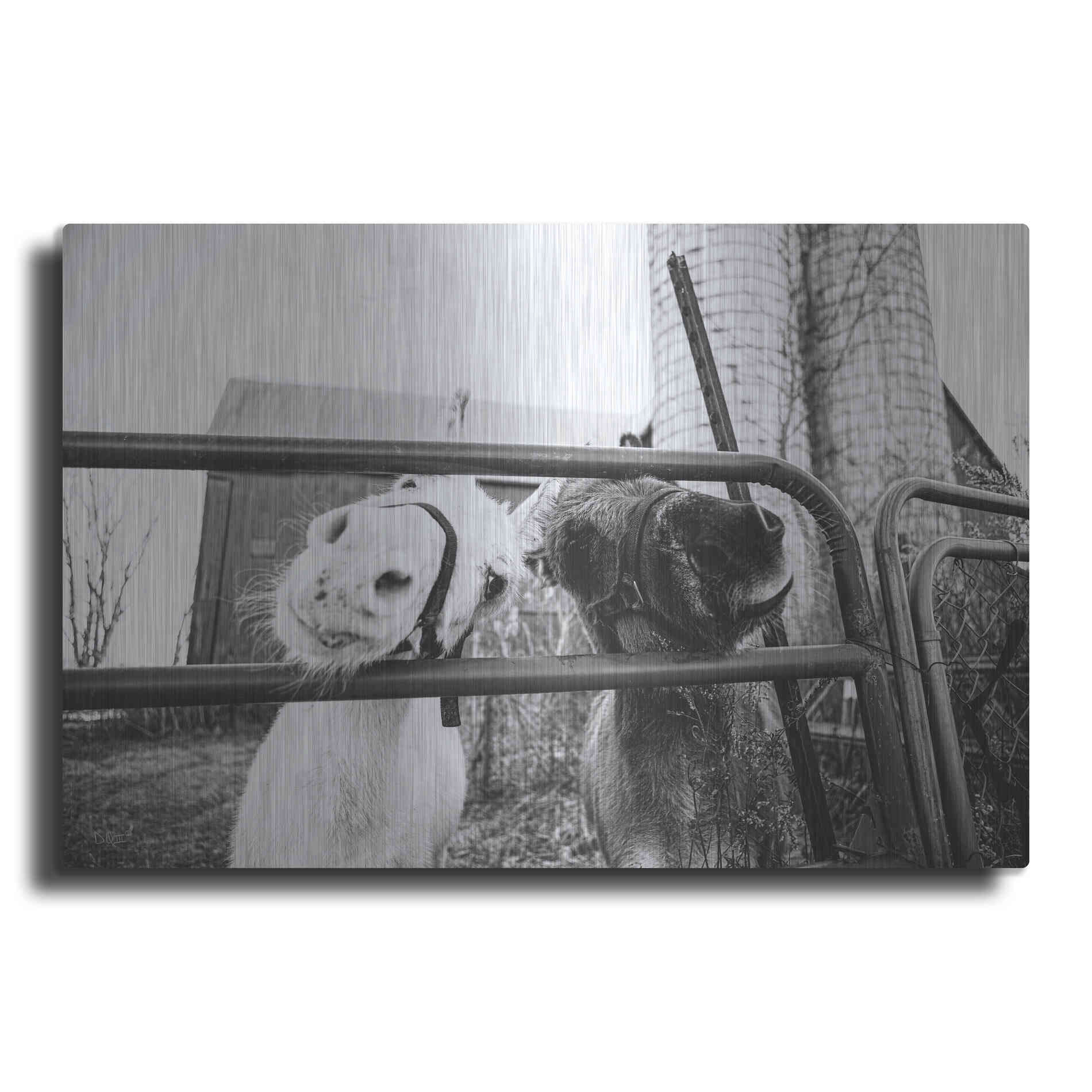 Luxe Metal Art 'Hey Donkeys I' by Donnie Quillen Metal Wall Art