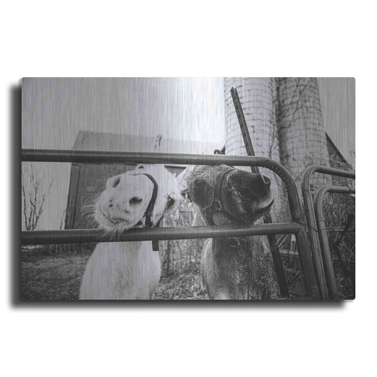 Luxe Metal Art 'Hey Donkeys I' by Donnie Quillen Metal Wall Art