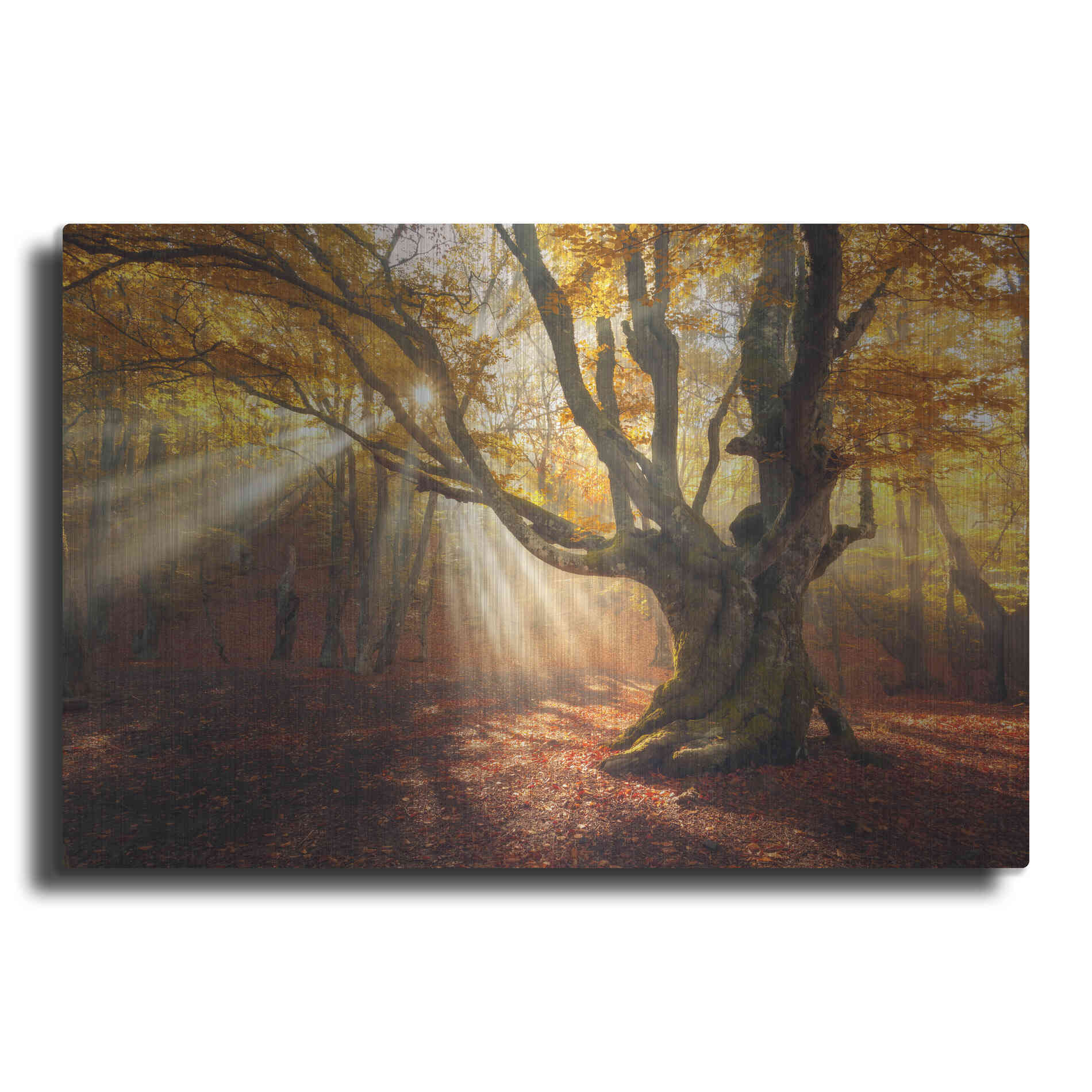 Luxe Metal Art 'Enchanted Forest' Metal Wall Art