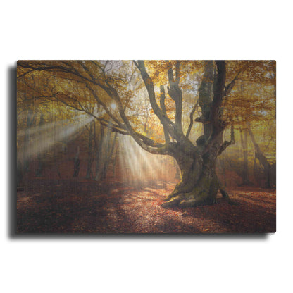 Luxe Metal Art 'Enchanted Forest' Metal Wall Art