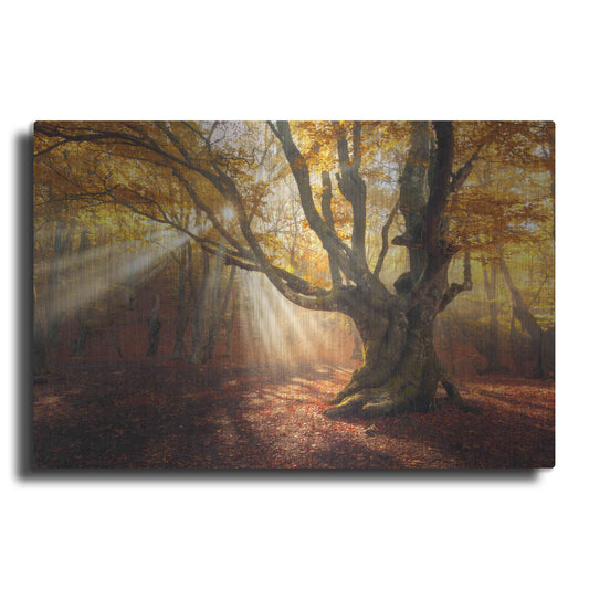Luxe Metal Art 'Enchanted Forest' Metal Wall Art
