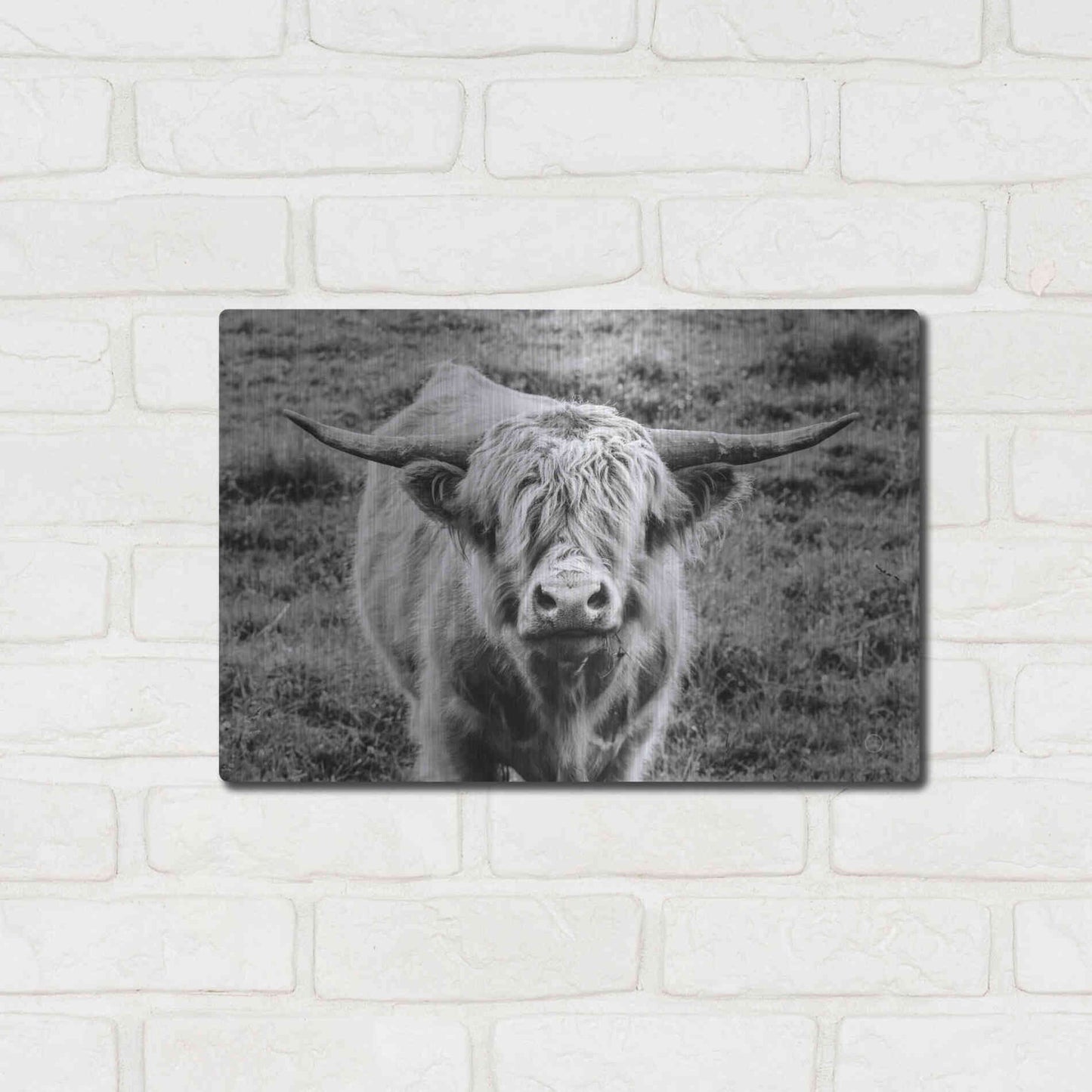 Luxe Metal Art 'Highland Cow Staring Contest' by Nathan Larson, Metal Wall Art,16x12