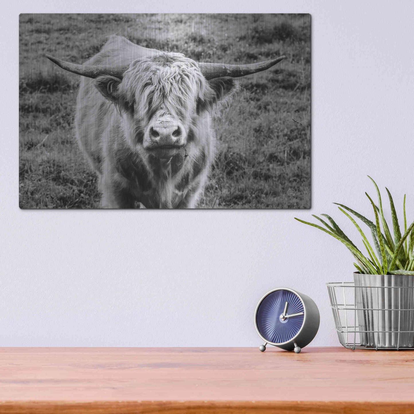 Luxe Metal Art 'Highland Cow Staring Contest' by Nathan Larson, Metal Wall Art,16x12