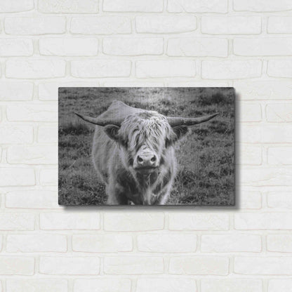 Luxe Metal Art 'Highland Cow Staring Contest' by Nathan Larson, Metal Wall Art,24x16