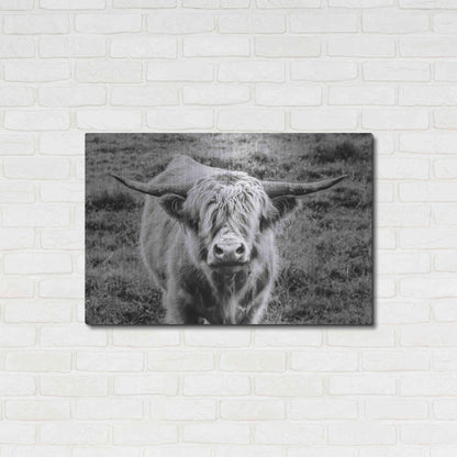 Luxe Metal Art 'Highland Cow Staring Contest' by Nathan Larson, Metal Wall Art,36x24