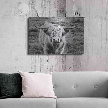 Luxe Metal Art 'Highland Cow Staring Contest' by Nathan Larson, Metal Wall Art,36x24