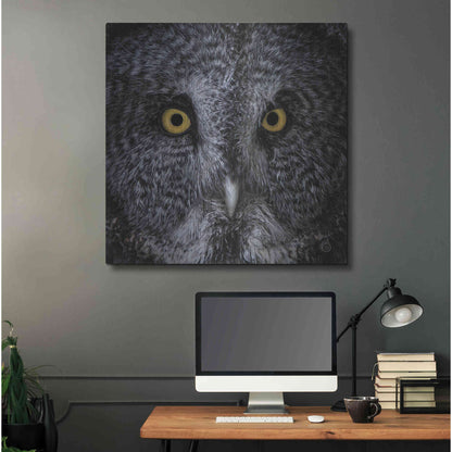 Luxe Metal Art 'Great Grey Owl' by Nathan Larson, Metal Wall Art,36x36