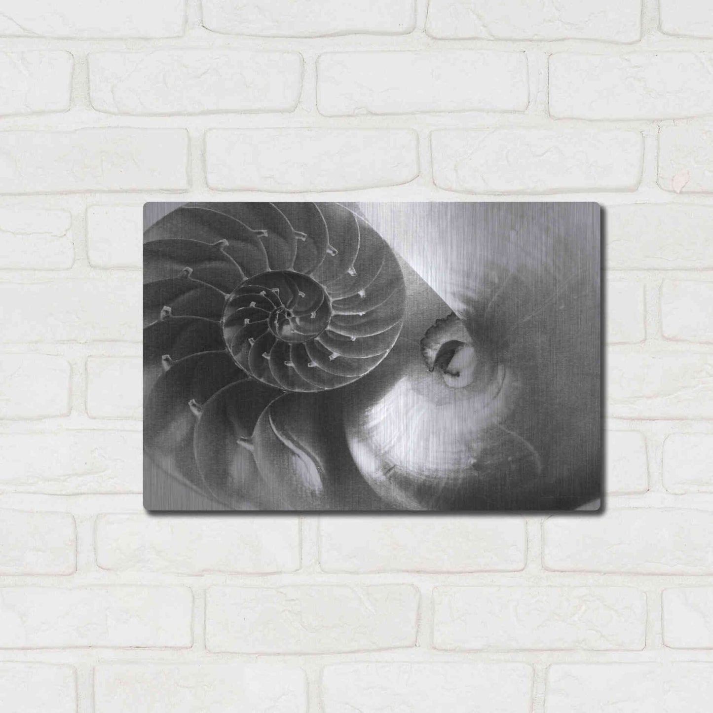 Luxe Metal Art 'Nautilus Yin Yang' by Debra Van Swearingen, Metal Wall Art,16x12