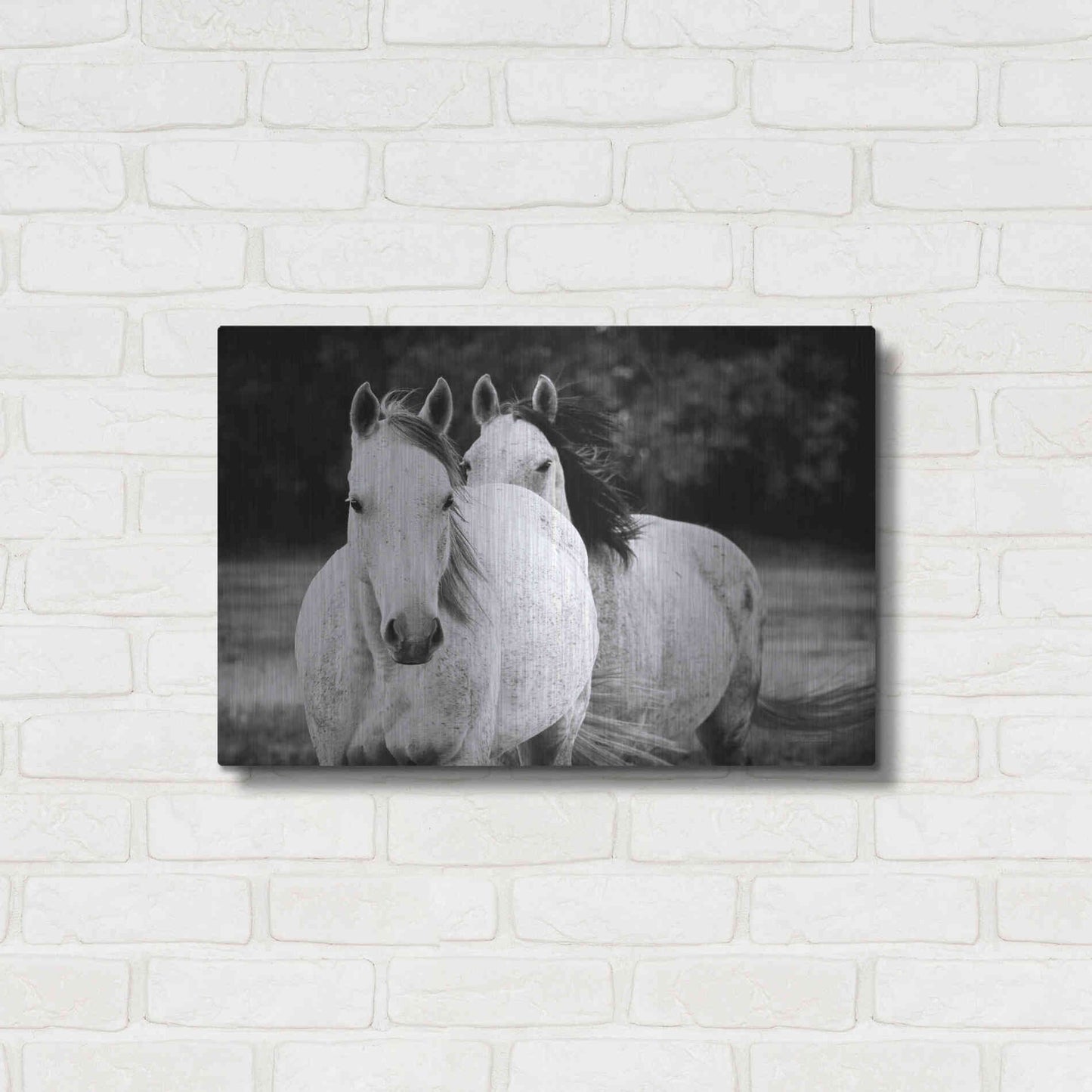 Luxe Metal Art 'Two Wild Horses BW' by Debra Van Swearingen, Metal Wall Art,24x16