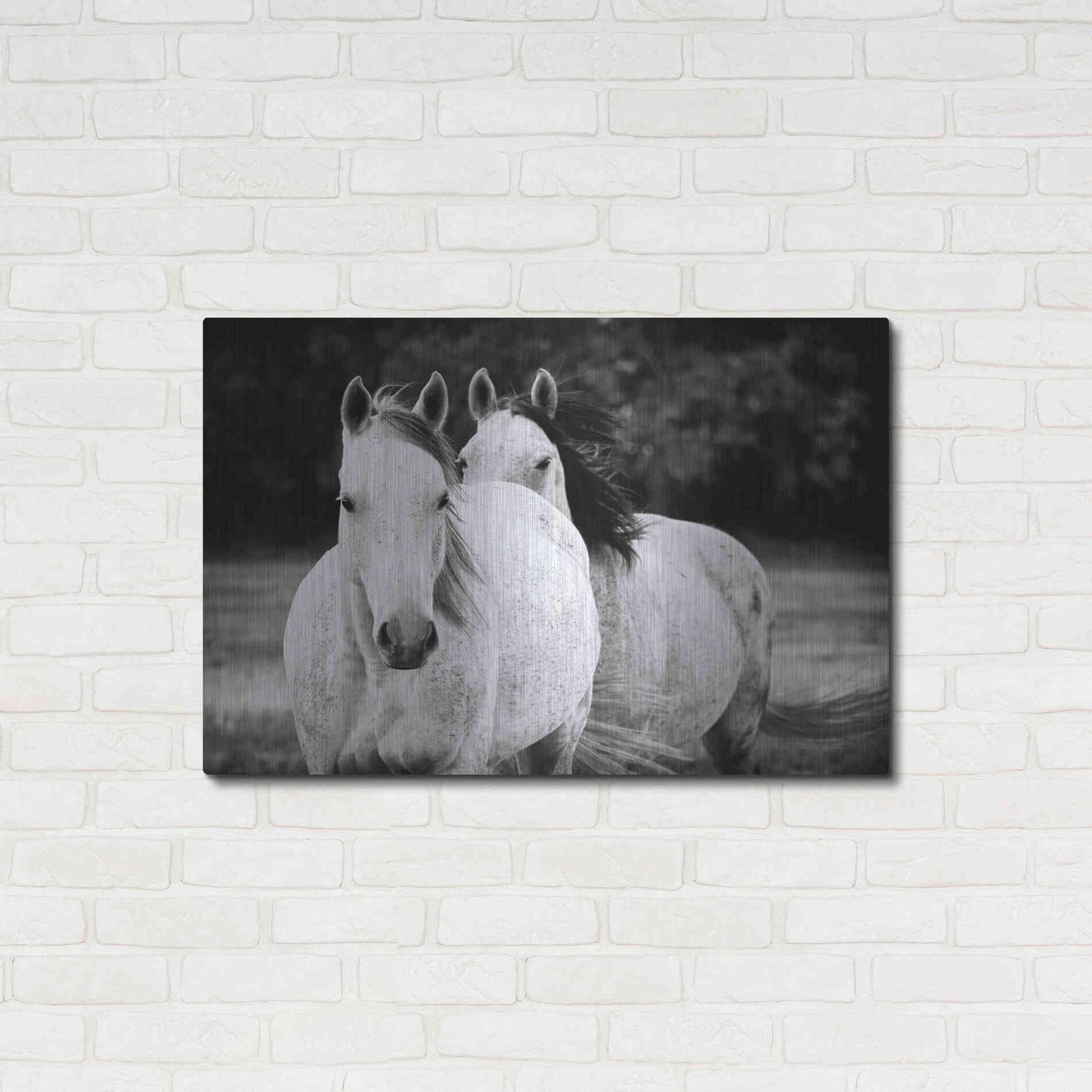 Luxe Metal Art 'Two Wild Horses BW' by Debra Van Swearingen, Metal Wall Art,36x24