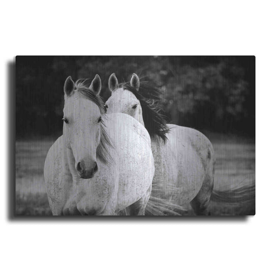 Luxe Metal Art 'Two Wild Horses BW' by Debra Van Swearingen, Metal Wall Art