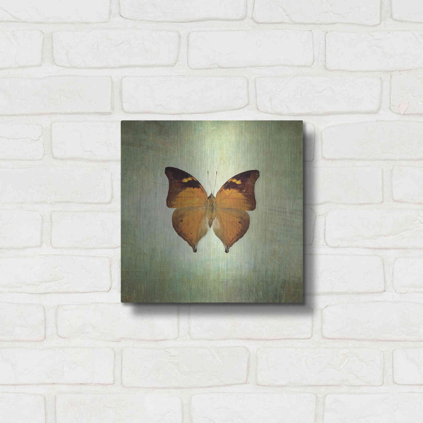 Luxe Metal Art 'French Butterfly VII' by Debra Van Swearingen, Metal Wall Art,12x12