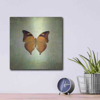Luxe Metal Art 'French Butterfly VII' by Debra Van Swearingen, Metal Wall Art,12x12
