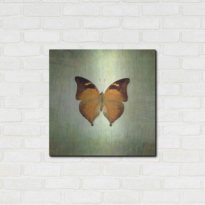 Luxe Metal Art 'French Butterfly VII' by Debra Van Swearingen, Metal Wall Art,24x24