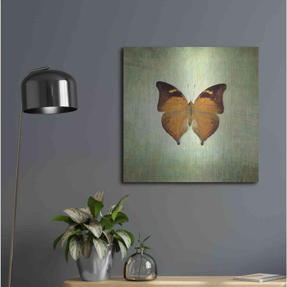 Luxe Metal Art 'French Butterfly VII' by Debra Van Swearingen, Metal Wall Art,24x24