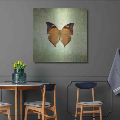 Luxe Metal Art 'French Butterfly VII' by Debra Van Swearingen, Metal Wall Art,36x36