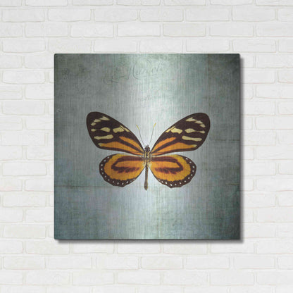 Luxe Metal Art 'French Butterfly VIII' by Debra Van Swearingen, Metal Wall Art,36x36