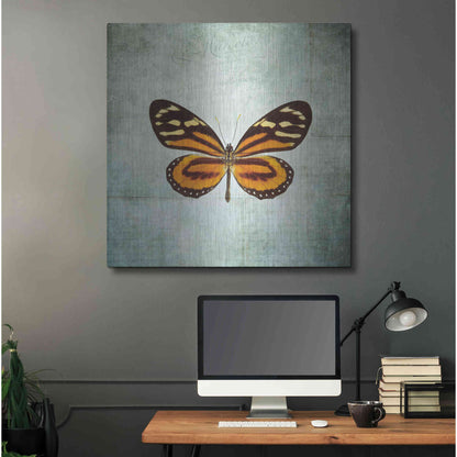 Luxe Metal Art 'French Butterfly VIII' by Debra Van Swearingen, Metal Wall Art,36x36
