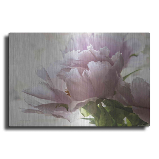 Luxe Metal Art 'Translucent Peony I' by Debra Van Swearingen, Metal Wall Art