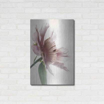 Luxe Metal Art 'Translucent Peony II' by Debra Van Swearingen, Metal Wall Art,24x36