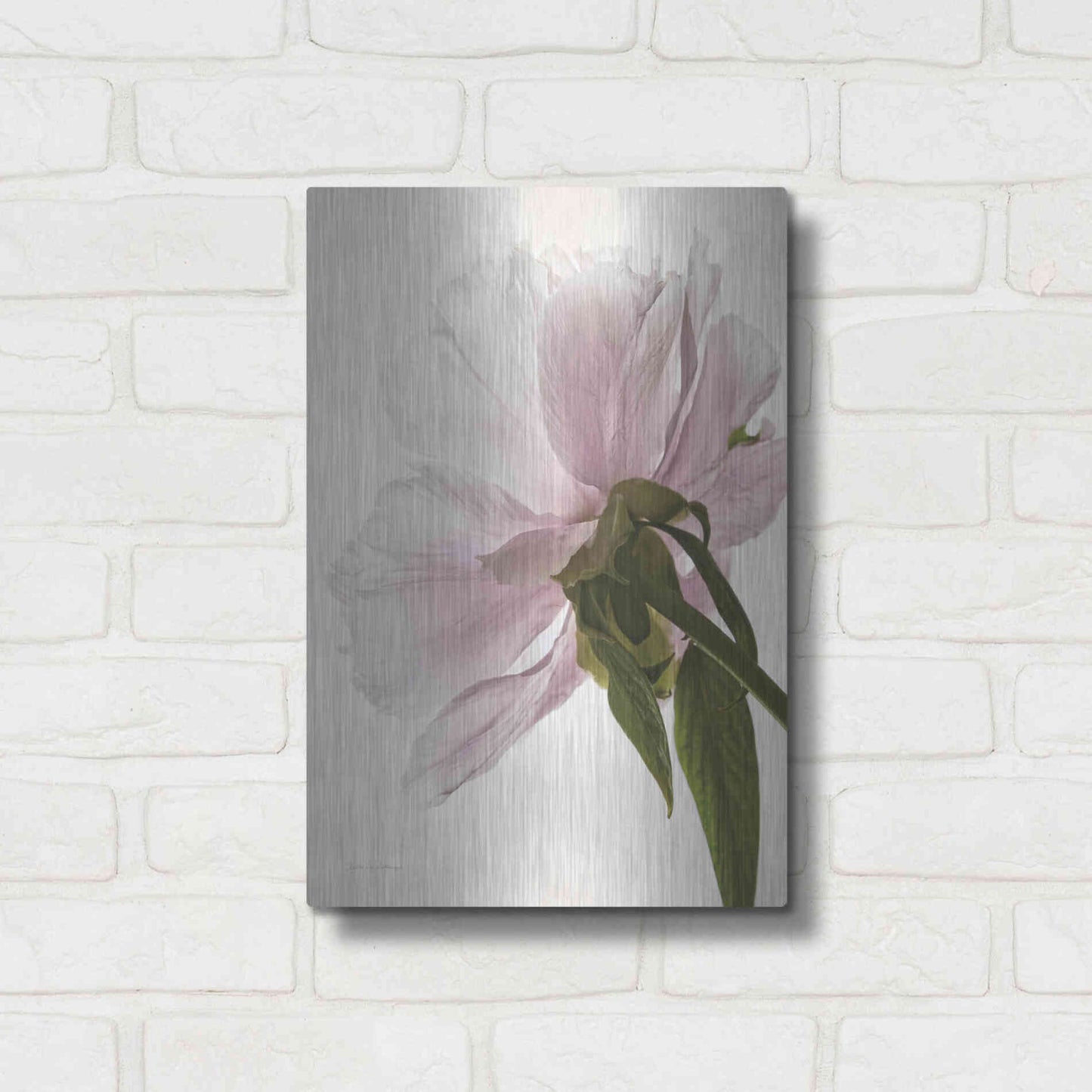 Luxe Metal Art 'Translucent Peony III' by Debra Van Swearingen, Metal Wall Art,12x16
