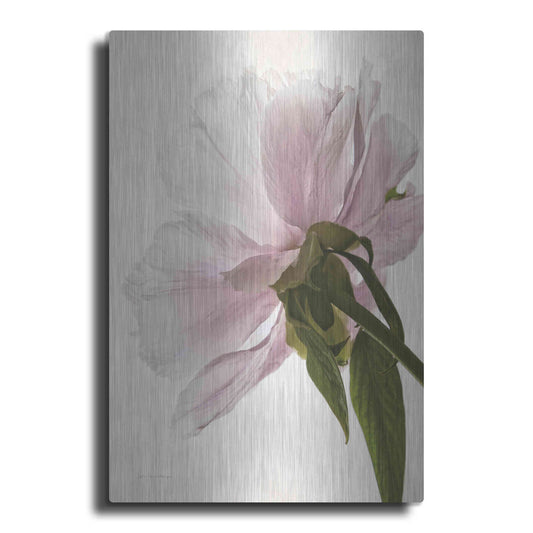 Luxe Metal Art 'Translucent Peony III' by Debra Van Swearingen, Metal Wall Art