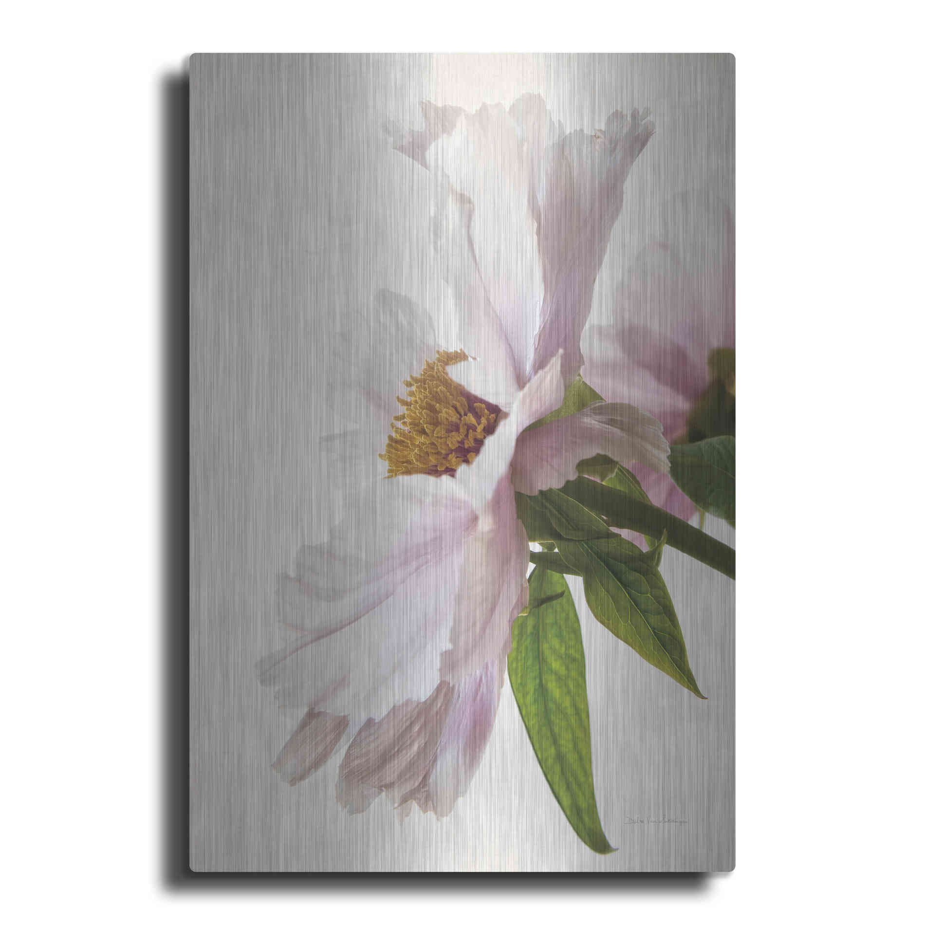 Luxe Metal Art 'Translucent Peony IV' by Debra Van Swearingen, Metal Wall Art