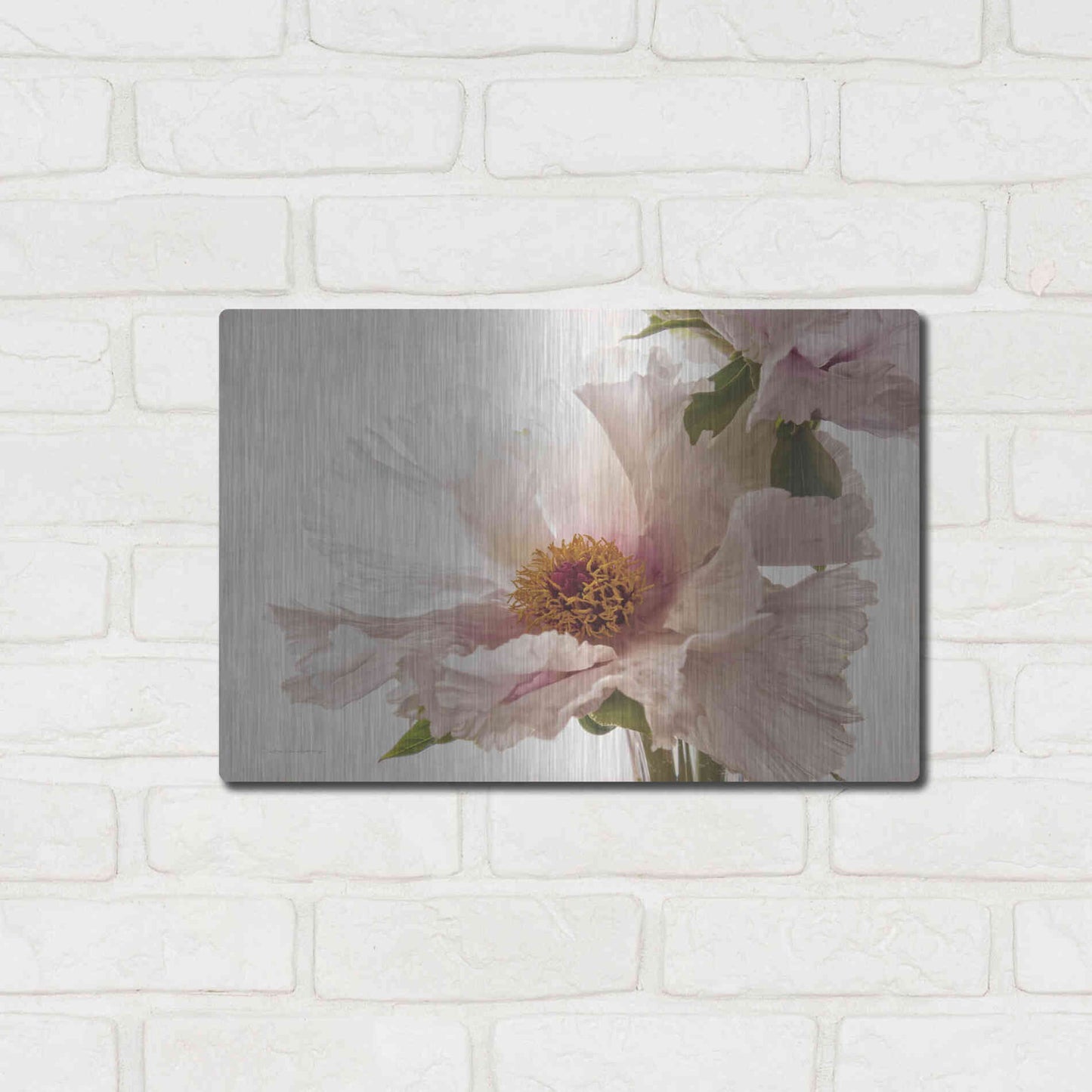 Luxe Metal Art 'Translucent Peony V' by Debra Van Swearingen, Metal Wall Art,16x12