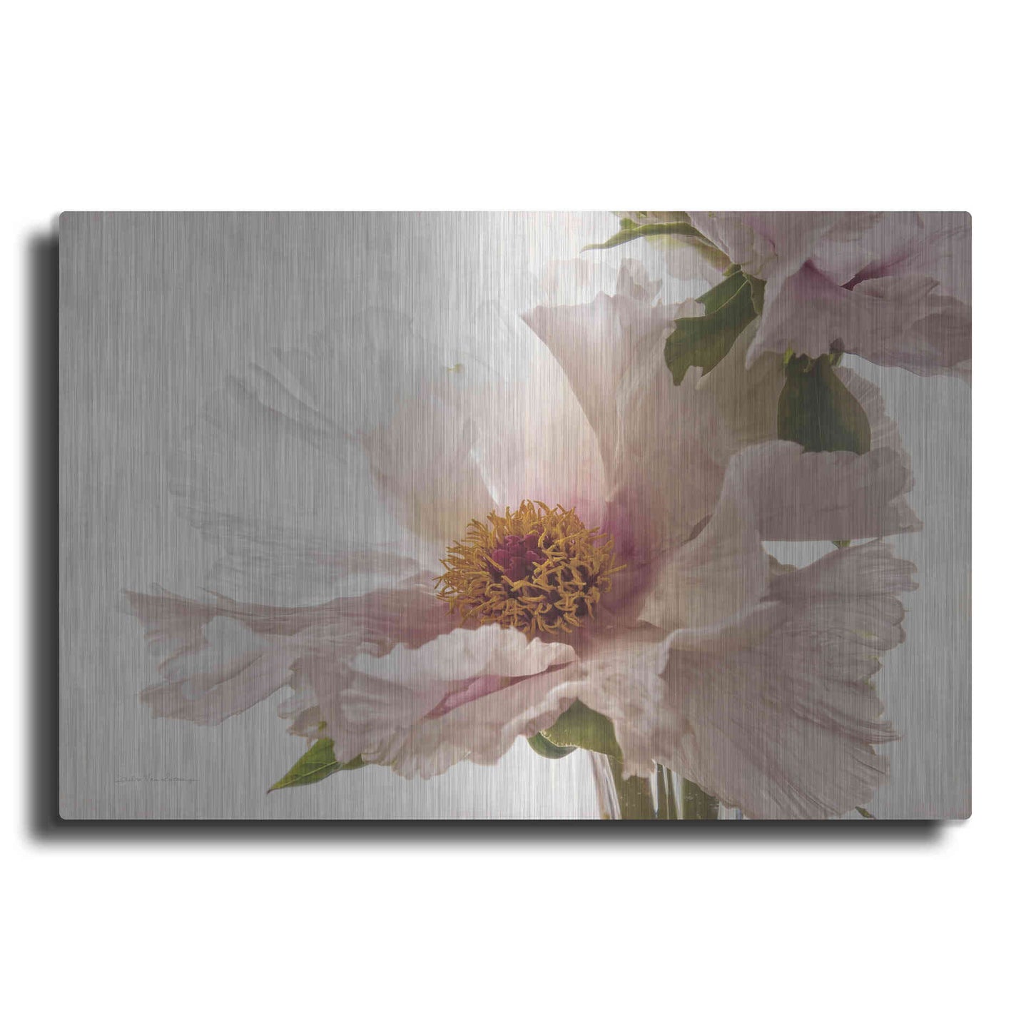Luxe Metal Art 'Translucent Peony V' by Debra Van Swearingen, Metal Wall Art