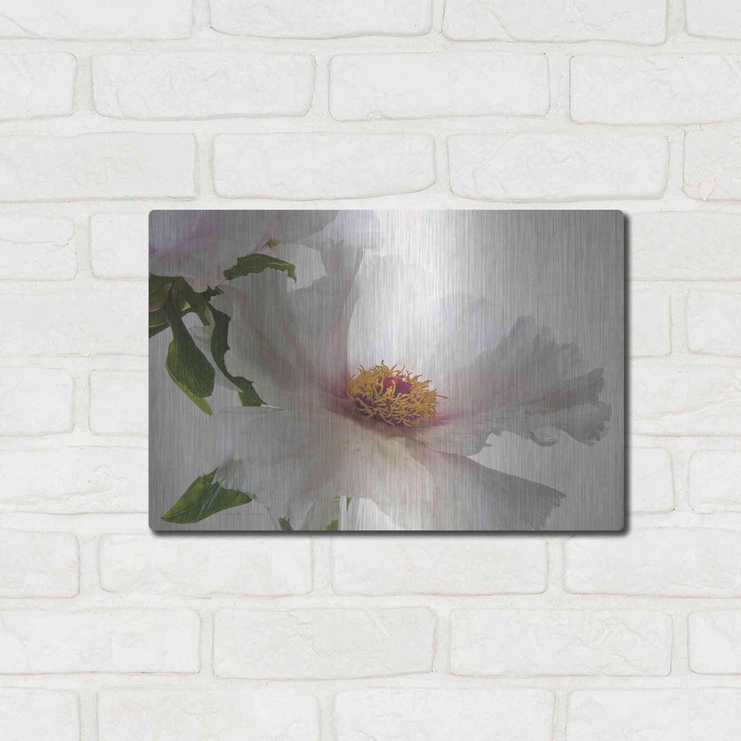 Luxe Metal Art 'Translucent Peony VI' by Debra Van Swearingen, Metal Wall Art,16x12