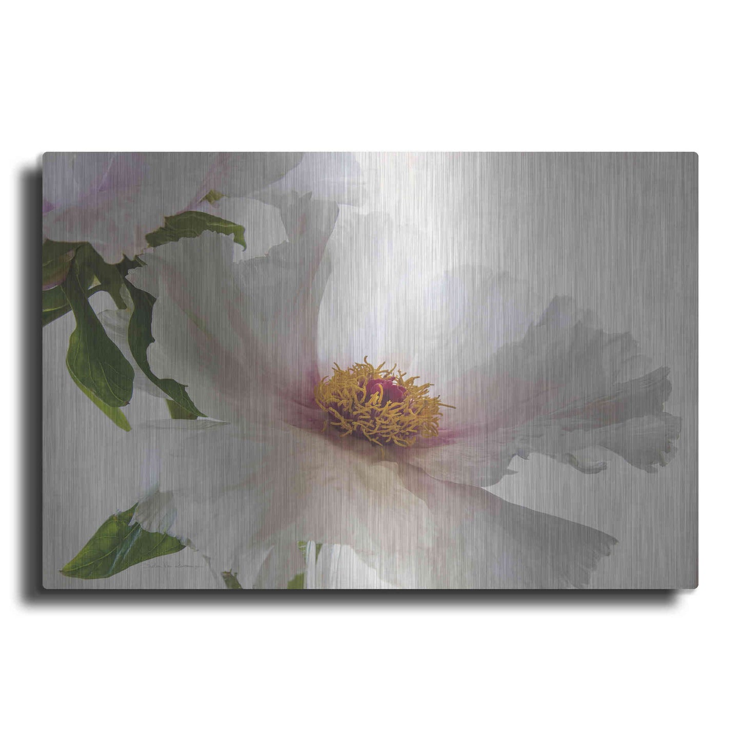 Luxe Metal Art 'Translucent Peony VI' by Debra Van Swearingen, Metal Wall Art