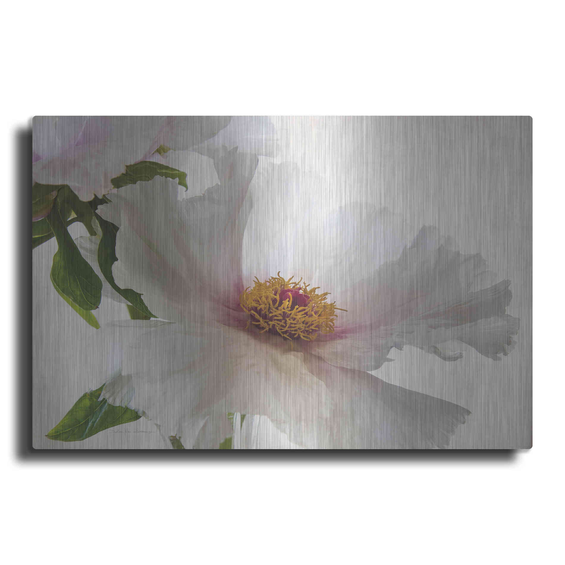 Luxe Metal Art 'Translucent Peony VI' by Debra Van Swearingen, Metal Wall Art