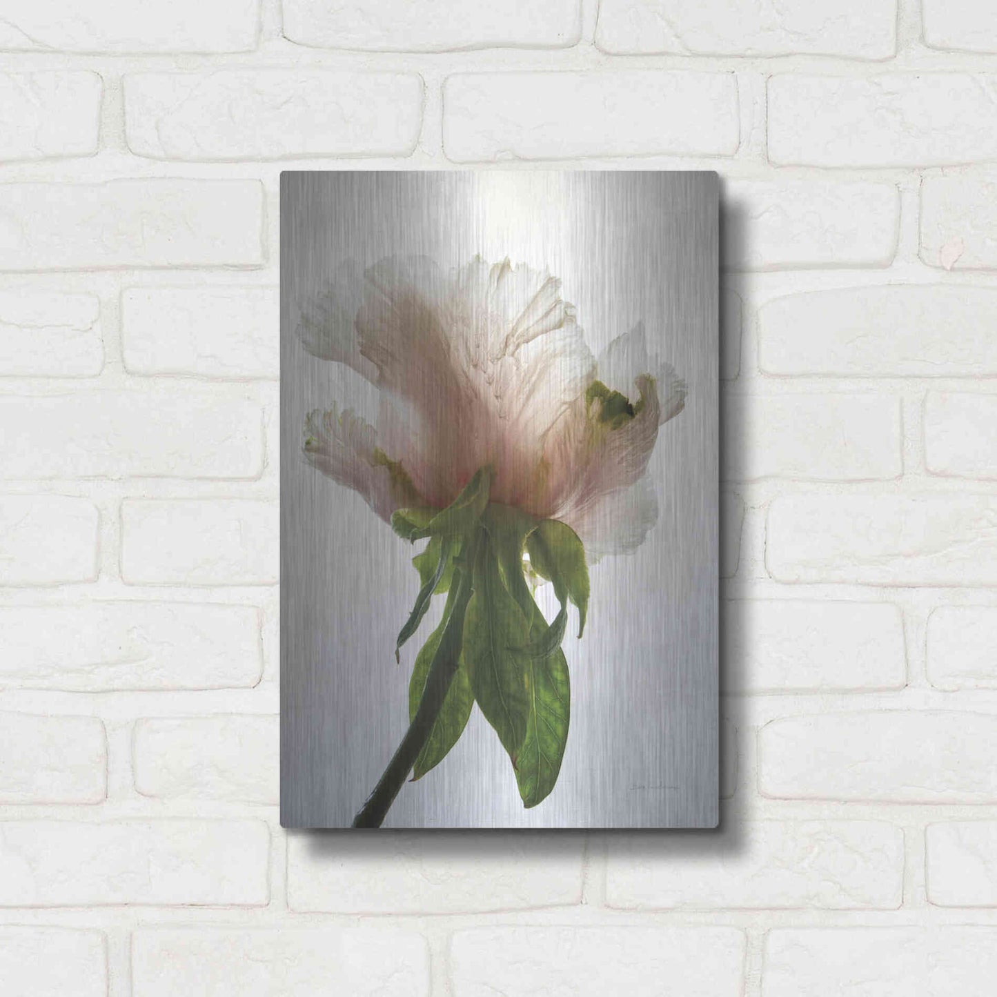 Luxe Metal Art 'Translucent Peony VII' by Debra Van Swearingen, Metal Wall Art,12x16