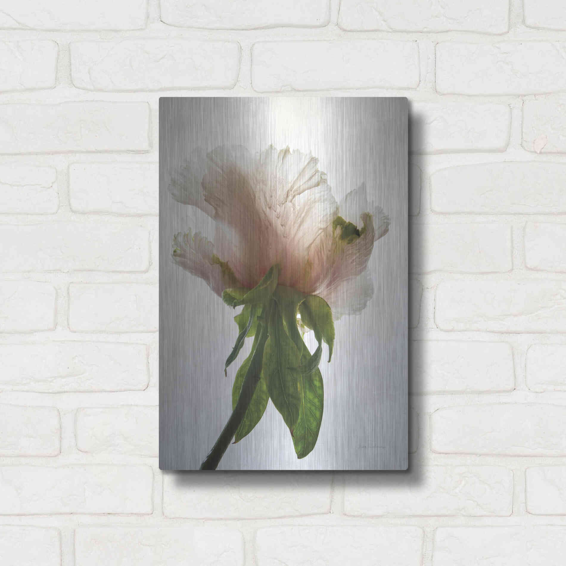 Luxe Metal Art 'Translucent Peony VII' by Debra Van Swearingen, Metal Wall Art,12x16
