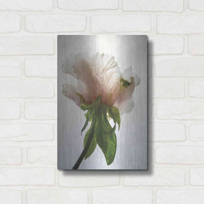 Luxe Metal Art 'Translucent Peony VII' by Debra Van Swearingen, Metal Wall Art,12x16