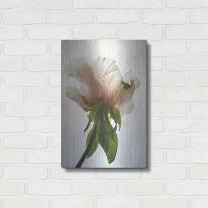 Luxe Metal Art 'Translucent Peony VII' by Debra Van Swearingen, Metal Wall Art,16x24