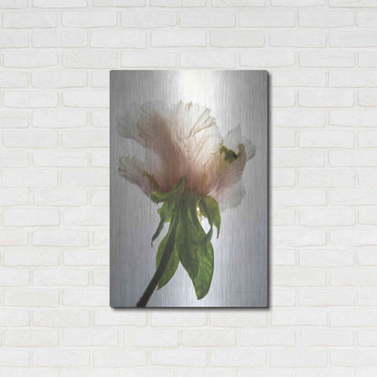Luxe Metal Art 'Translucent Peony VII' by Debra Van Swearingen, Metal Wall Art,24x36