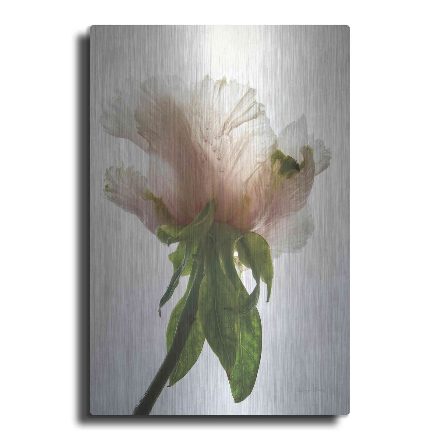 Luxe Metal Art 'Translucent Peony VII' by Debra Van Swearingen, Metal Wall Art