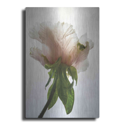 Luxe Metal Art 'Translucent Peony VII' by Debra Van Swearingen, Metal Wall Art
